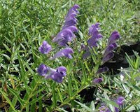 Green Scutellaria Baicalensis Flower seeds for Planting - Wildflower Mix, Heirloom & GMO Free Seeds for Home Garden