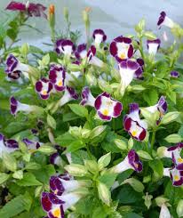 Torenia Wishbone Flower seeds for Planting Vibrant Colors Heirloom & GMO Free Seeds for Home Garden