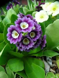 Purple Yellow Primula Malacoides Seeds Flower seeds for Planting Bright Blossoms Heirloom & GMO Free Seeds For Home Garden 
 
 Sale