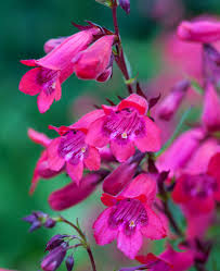 Pink Penstemon Strictus Flower seeds for Planting - Premium Quality, Heirloom & GMO Free Seeds for Home Garden