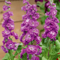 Violet Matthiola Incana Flower Seeds for Planting Compact Growth Heirloom & GMO Free Seeds for Home Garden
 
 Sale