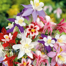 Tequila Sunrise Columbine Flower seeds for Planting, Sun Loving Heirloom & GMO Free Seeds for Home Garden
