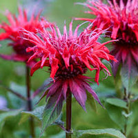 Red Bergamot Monarda Flower seeds for Planting Seasonal Bloomer Heirloom & GMO Free Seeds for Home Garden