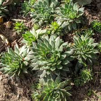 Hens and Chicks Flower seeds for Planting - Sun Loving, Heirloom & GMO Free Seeds for Home Garden
