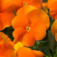Orange Viola Sorbet Flower seeds for Planting - Fragrant Blossoms, Heirloom & GMO Free Seeds for Home Garden