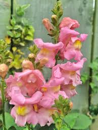 Pink Snapdragon Flower seeds for Planting - Fragrant Blossoms, Heirloom & GMO Free Seeds for Home Garden