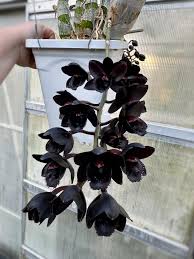 Black Dendrobium Flower seeds for Planting - Sun Loving, Heirloom & GMO Free Seeds for Home Garden