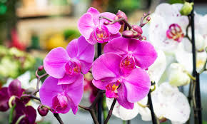 Dark Pink Phalaenopsis Orchid Seeds for Planting Wildflower Mix Heirloom & GMO Free Seeds for Home Garden
 
 Sale