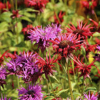 Mixed Monarda Didyma Flower seeds for Planting - Wildflower Mix, Heirloom & GMO Free Seeds for Home Garden