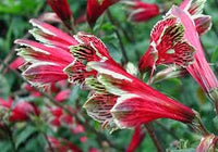 Red Alstroemeria Psittacina Flower seeds for Planting - Cottage Garden Essential, Heirloom & GMO Free Seeds for Home Garden