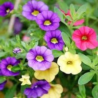 Futaba Petunia Kabloom Calibrachoa Seeds Tinted Purple Flower seeds for Planting Low Maintenance Heirloom & GMO Free Seeds for Home Garden