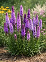 Liatris Flower seeds for Planting - Easy to Grow, Heirloom & GMO Free Seeds for Home Garden