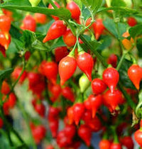 Biquinho Seeds for Home Vegetable Planting