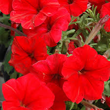 Petunia Red Easy Wave Flower Seeds for Planting - Vibrant Annual Blooms