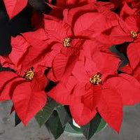 Poinsettia Flower seeds for Planting - Cottage Garden Essential, Heirloom & GMO Free Seeds for Home Garden