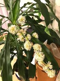 Green Dracaena Palm Flower seeds for Planting - Bright Blooms, Heirloom & GMO Free Seeds for Home Garden