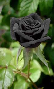 Gray Rose Flower Seeds for Planting Vibrant Colors Heirloom & GMO Free Seeds for Home Garden
 
 Sale
