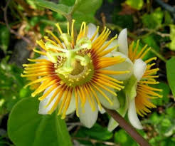 Yellow Passion Flower Seeds Planting Exotic