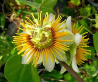 Yellow Passion Flower Seeds Planting Exotic