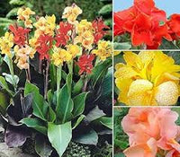 Canna Lily Flower Planting Seeds for a Colorful Garden Transformation
