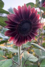 Sunflower Flower seeds for Planting Vibrant Colors Heirloom & GMO Free Seeds for Home Garden