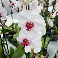 White Red Phalaenopsis Orchid Flower Seeds for Planting Low Maintenance Heirloom & GMO Free Seeds for Home Garden
 
 Sale