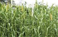 Cream Forage Crop Seeds Planting Guide: Essential Tips for Successful Planting
