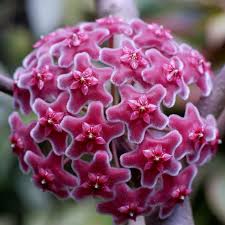 Dark Purple Hoya Carnosa Seeds for Planting Long Bloom Season Heirloom & GMO Free Seeds for Home Garden
 
 Sale