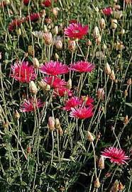 Xeranthemum Annuum Flower seeds for Planting - Wildflower Mix, Heirloom & GMO Free Seeds for Home Garden