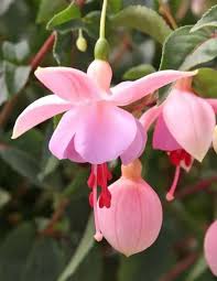 White Pink Fuchsia Flower Seeds Flower seeds for Planting Bright Blooms Heirloom & GMO Free Seeds for Home Garden