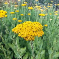 Yarrow Flower seeds for Planting Wildflower Mix Heirloom & GMO Free Seeds for Home Garden