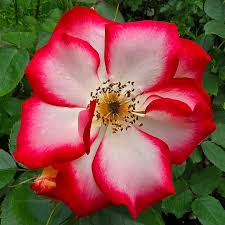 Betty Boop Rose Flower seeds for Planting - Compact Growth, Heirloom & GMO Free Seeds for Home Garde