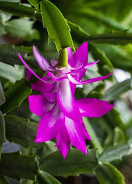 Purple White Schlumbergera Flower seeds for Planting - Vibrant Colors, Heirloom & GMO Free Seeds for Home Garden