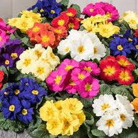 Primula Malacoides Flower seeds for Planting - Colorful Display, Heirloom & GMO Free Seeds for Home Garden