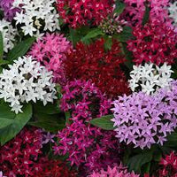 Pentas Flower seeds for Planting Vibrant Colors Heirloom & GMO Free Seeds for Home Garden