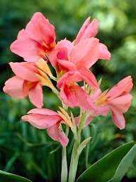 Pink Canna Flower Seeds for Planting Pollinator Friendly Heirloom & GMO Free Seeds for Home Garden
 
 Sale