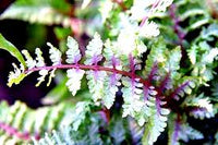 Light Violet Fern Pteridophyta Seeds for Planting Cottage Garden Essential Heirloom & GMO Free Seeds for Home Garden
 
 Sale