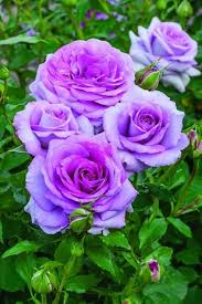 Light Purple Rose Flower Seeds for Planting Fragrant Blossoms Heirloom & GMO Free Seeds for Home Garden
 
 Sale