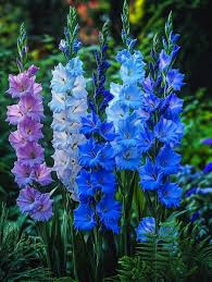 Planting Guide for Blue Gladiolus Flower Seeds