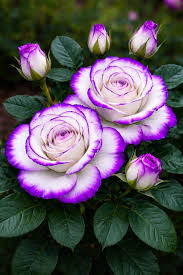 Purple White Climbing Rose Flower Seeds for Planting Fragrant Blossoms Heirloom & GMO Free Seeds for Home Garden
 
 Sale