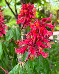 Aesculus Pavia Flower seeds for Planting - Compact Growth, Heirloom & GMO Free Seeds for Home Garden
