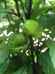Carolina Reaper Chili Seeds for Planting
