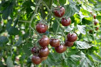 Brown Tomato Vegetable Seeds for Growing