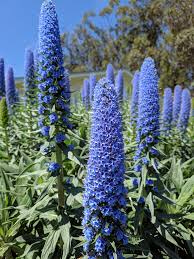 Blue Fastuosum Flower seeds for Planting - Easy to Grow, Heirloom & GMO Free Seeds for Home Garden