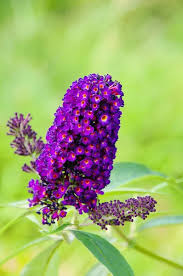 Empire Blue Buddleja Alternifolia Flower seeds for Planting - Shade Tolerant, Heirloom & GMO Free Seeds for Home Garden