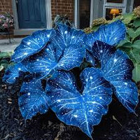 Sky Blue Caladium Flower seeds for Planting - Low Maintenance, Heirloom & GMO Free Seeds for Home Garden