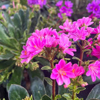 Lewisia Flower seeds for Planting - Colorful Display, Heirloom & GMO Free Seeds for Home Garden