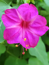 Semillas Flower seeds for Planting Garden Favorite Heirloom & GMO Free Seeds for Home Garden 
 
 Sale