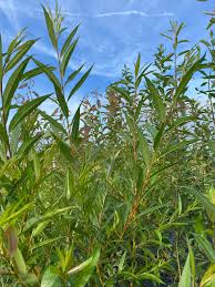 Flame Willow Flower seeds for Planting - Shade Tolerant, Heirloom & GMO Free Seeds for Home Garden