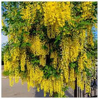 Golden Chain Flower Seeds for Planting  Elegant Garden Blooms